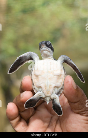 Green Turtle (Chelonia mydas). Hatchling held in a hand, showing underside or plastron, and now sealed umbilicus. Stock Photo