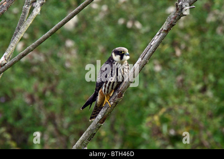 Hobby (Falco subbuteo) - juvenile perched on branch. Stock Photo