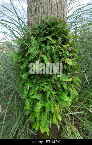 resurrection fern wrapped around sabal palm tree Ocala Florida Pleopeltis polypodioides Stock Photo