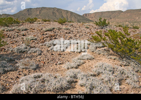 dog cholla, Big Bend National Park, Texas USA Stock Photo - Alamy