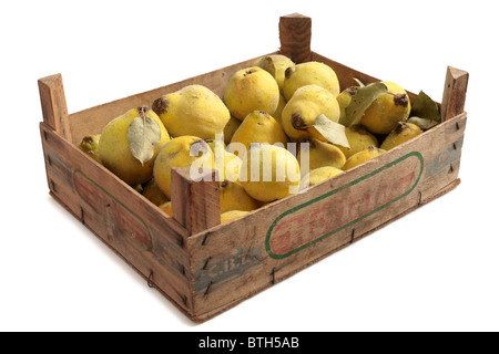 Quinces in a fruit box Stock Photo