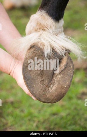 Horse (Equus caballus), front foot and unshod hoof showing underside ...