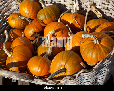 Pumpkins in basket. Stock Photo