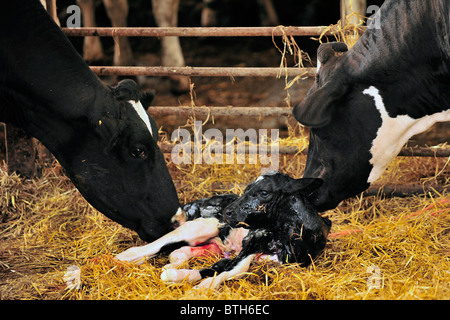 newborn holstein calf Stock Photo