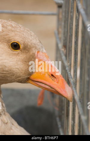 American Buff Domestic Goose (Anser anser). Penned in a poultry auction sale, Suffolk, East Anglia, UK; portrait