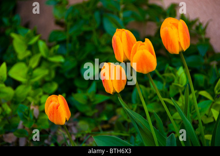 Colorful bright tulips in garden Stock Photo