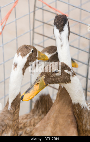 English Fawn and White Indian Runner Ducks (Anas platyrhynchos). Domestic breed penned for sale in a poultry auction sale. Suffolk. England.
