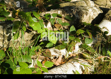 Felled Birch logs overgrown with brambles in Sherwood Forest, Nottinghamshire: Stock Photo