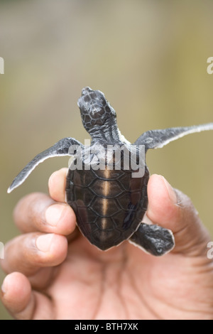 Green Turtle (Chelonia mydas). Hatchling held in a hand, ready for release down to the sea. Stock Photo