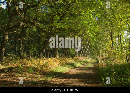 A path through Sherwood Forest in autumn Stock Photo