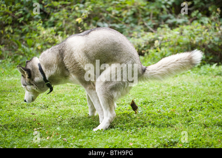 Dog (Canis lupus familiaris), defecating. Constipation posture Stock ...