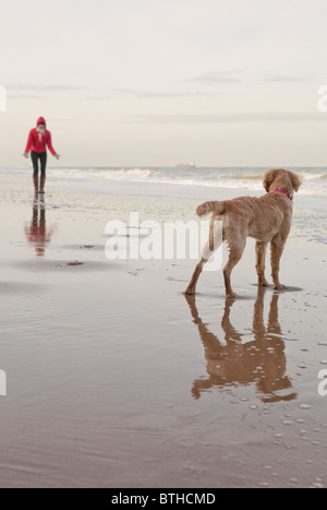 Mixed breed Golden Retriever-Poodle cross with owner on beach in Herne Bay, Kent Stock Photo