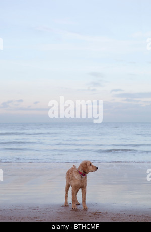 Mixed breed Golden Retriever-Poodle cross on beach in Herne Bay, Kent Stock Photo