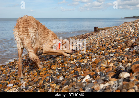 Wet mixed breed Golden Retriever-Poodle cross on pebble beach, Herne Bay, Kent Stock Photo