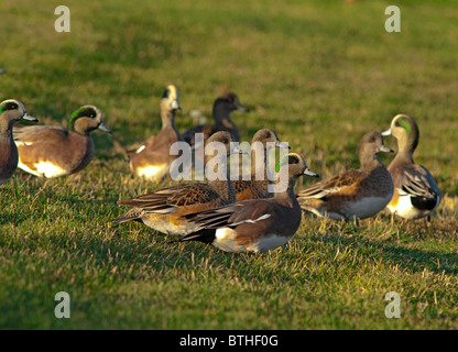 American Wigeons (Anas americana) near pond, Aurora Colorado US. Stock Photo