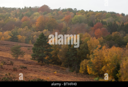 Vibrant autumn colours on the trees at Ashdown Forest in East Sussex Stock Photo