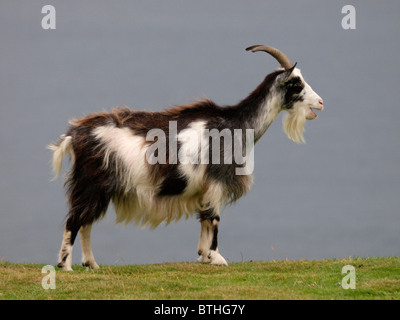 Billy goat, Exmoor, UK Stock Photo