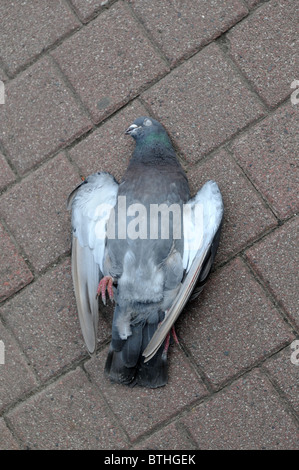 A dead pigeon Stock Photo