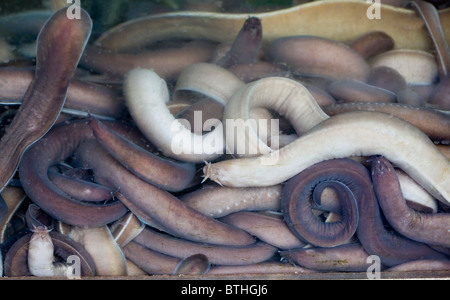 Hagfish on sale at Market Busan South Korea Stock Photo