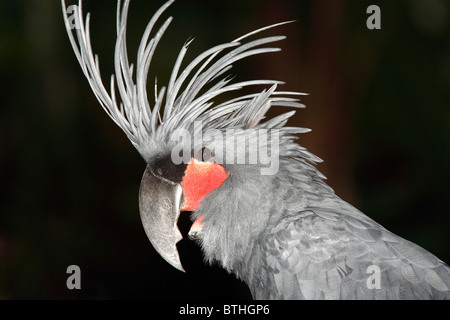 Palm Cockatoo, Probosciger aterrimus, also known as Goliath Cockatoo, is a large smoky-grey cockatoo. Stock Photo