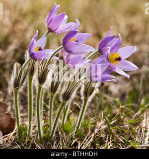 common pasque flower (Pulsatilla vulgaris) Stock Photo
