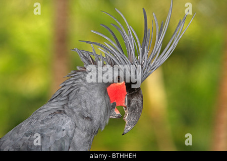 Palm Cockatoo, Probosciger aterrimus, also known as Goliath Cockatoo, is a large smoky-grey cockatoo. Stock Photo