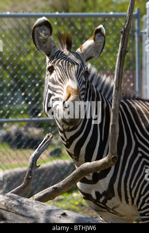 A portrait of a zebra in the zoo looking down Stock Photo - Alamy