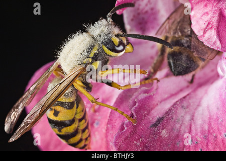 German wasp (Vespula germanica) on a Himalayan balsam [Impatiens glandulifera] Stock Photo