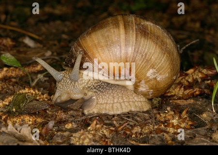 grapevine snail Stock Photo