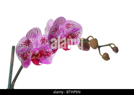 Purple Phaleanopsis Orchid on white background Stock Photo