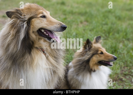 large rough haired dog