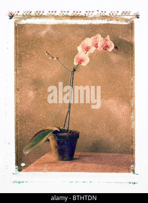 Polaroid transfer of pink Orchid in a pot. Stock Photo