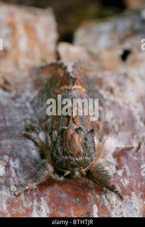 Iron Prominent moth, Notodonta dromedarius Stock Photo