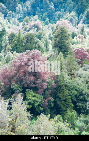 Rata Trees,Waiho River,Near Franz Josef,Westland National Park,South Island,New Zealand Stock Photo