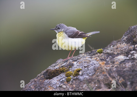 Grey Wagtail Motacilla cinerea adult perched on rock on the Isle of Mull, Scotland in May. Stock Photo