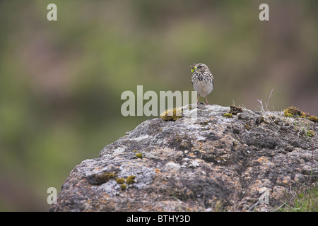 Meadow Pipit Anthus pratensis perched on rock and carrying food on Isle of Mull, Scotland in May. Stock Photo