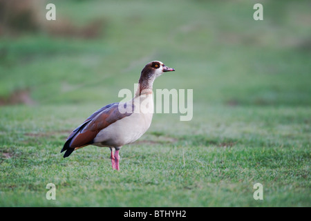 Egyptian goose, Alopochen aegyptiacus, single male on grass, London area, October 2010 Stock Photo