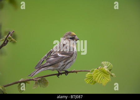 Lesser Redpoll Carduelis flammea cabaret showing xanthochromism on forehead at Loch Frisa, Isle of Mull, Scotland in May. Stock Photo