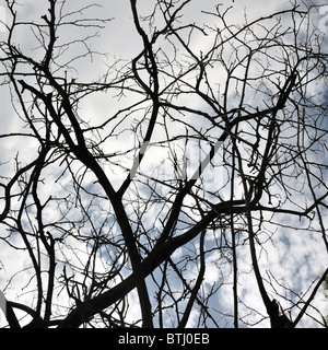 Tangled tree branches silhouette under a cloudy winter sky. Stock Photo