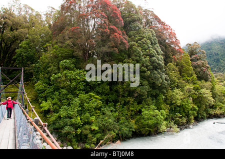 Rata Trees,Waiho River,Near Franz Josef,Westland National Park,South Island,New Zealand Stock Photo