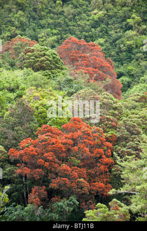 Rata Trees,Waiho River,Near Franz Josef,Westland National Park,South Island,New Zealand Stock Photo