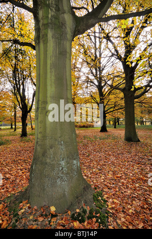 Autumnal woodlands in English countryside Stock Photo