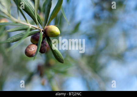 Branch with Olives Stock Photo