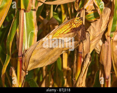 Ripening Maize / Sweet Corn cob - Indre-et-Loire, France. Stock Photo