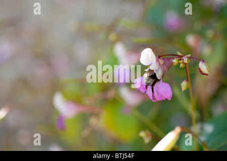 An amusing shot of a bee that didn't quite fit the flower it was visiting for pollen. It's bottom and back legs remain visible. Stock Photo