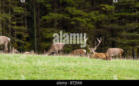 Red deer(cervus elaphus) Stock Photo
