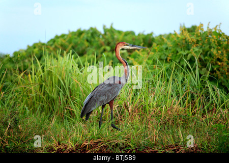 Goliath Heron (Ardea goliath), Murchison Falls national park, Uganda, East Africa Stock Photo