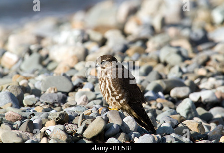 merlin(falco columbarius) resting on beach Stock Photo