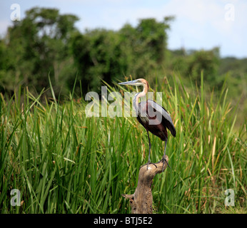 Goliath Heron (Ardea goliath), Murchison Falls national park, Uganda, East Africa Stock Photo