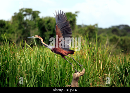 Goliath Heron (Ardea goliath), Murchison Falls national park, Uganda, East Africa Stock Photo